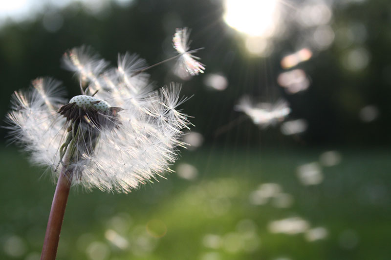 dandelion blowing in wind